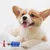 ZenPets Kit de dentifrice et de brosse pour animaux de compagnie