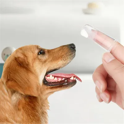 ZenPets Kit de Dentifrice et de Brosse pour Animaux de Compagnie
