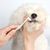 ZenPets Kit de Dentifrice et de Brosse pour Animaux de Compagnie