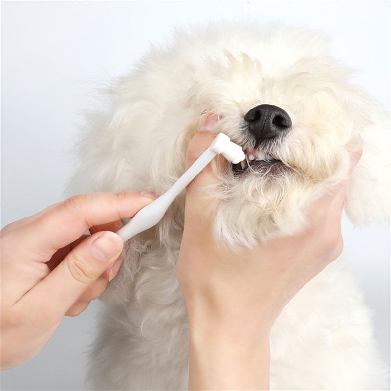 ZenPets Kit de Dentifrice et de Brosse pour Animaux de Compagnie