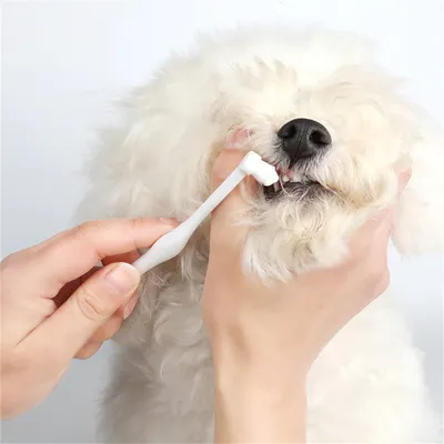 ZenPets Kit de Dentifrice et de Brosse pour Animaux de Compagnie