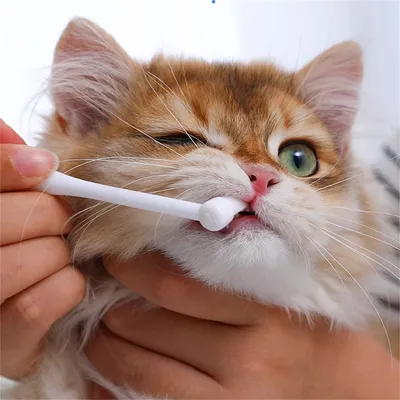 ZenPets Ensemble de brosses à dents pour chat