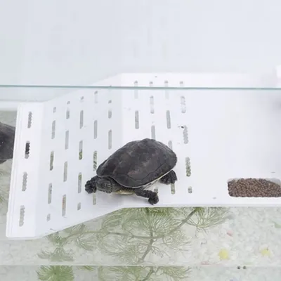 ZenPets Plateforme de soleil pour tortue en acrylique blanc