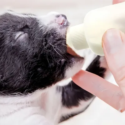 ZenPets Ensemble de 6 bouteilles pour animaux de compagnie