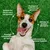 BESTI | Haleine, Dents & Gencives | Poudre Dentaire pour Chiens