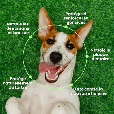 BESTI | Haleine, Dents & Gencives | Poudre Dentaire pour Chiens