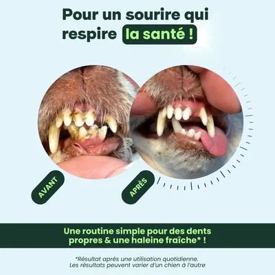 BESTI | Haleine, Dents & Gencives | Poudre Dentaire pour Chiens