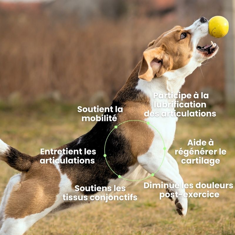 BESTI | Articulations | Compléments Alimentaires Vétérinaires pour Chiens