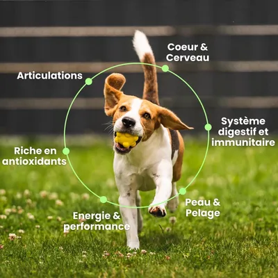 BESTI | 8 en 1 | Compléments Alimentaires Vétérinaires pour Chiens