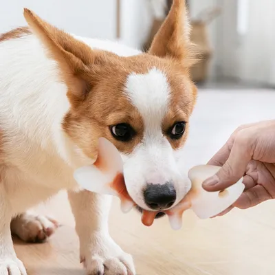 ZenPets Jouet pour chien en forme d'arête de poisson