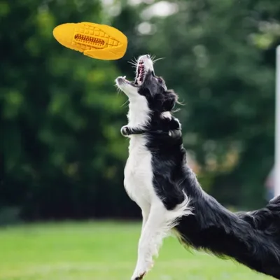 ZenPets Jouet pour chien en forme de maïs
