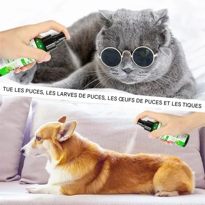 IntiMeg Pulvérisateur antiparasite