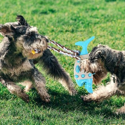 ZenPets Jouet pour chien requin