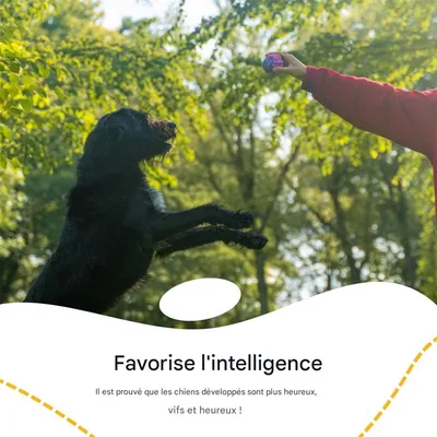 IntiMeg Kit de jouets pour chiens