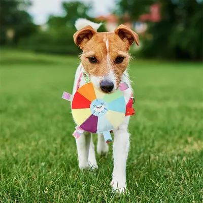 IntiMeg 4 Pièces Jouet frisbee pour chien