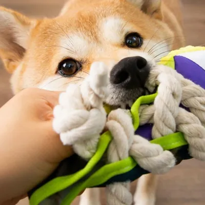 ZenPets Jouet pantoufle pour chien