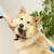 IntiMeg Brosse de toilettage double face pour chien