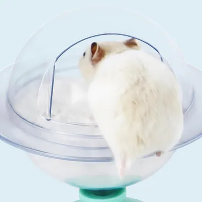 IntiMeg rongeurs salle de bain