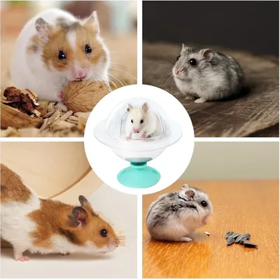 IntiMeg rongeurs salle de bain