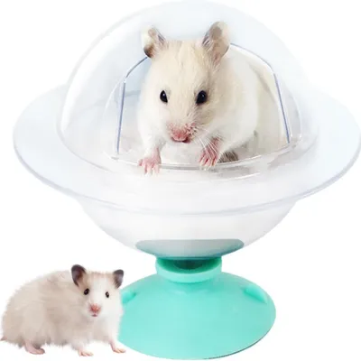 IntiMeg rongeurs salle de bain IntiMeg rongeurs salle de bain