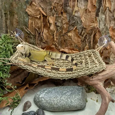 Intimeg Hamac pour reptiles