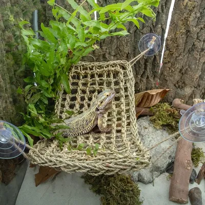 Intimeg Hamac pour reptiles