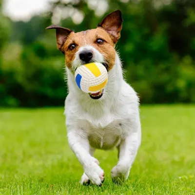 Intimeg Balle jouet pour chien