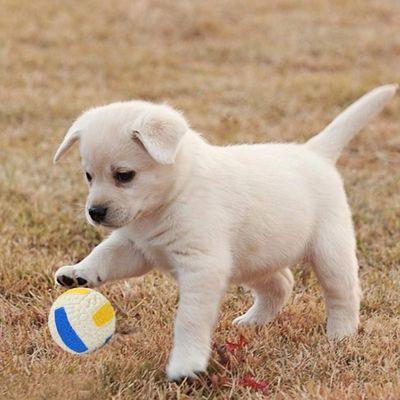 IntiMeg pelota de juguete para perros