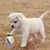 Intimeg Balle jouet pour chien