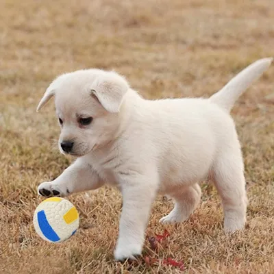 Intimeg Balle jouet pour chien