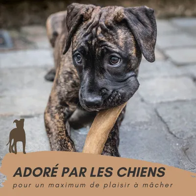 Supravit Bois de Café – Jouet à mâcher pour chien