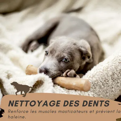 Supravit Bois de Café – Jouet à mâcher pour chien