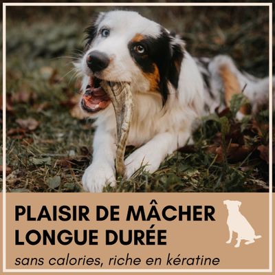 Supravit Corne de Mouton – Friandise à mâcher naturelle pour chien
