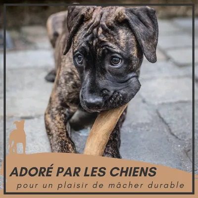 Supravit Bois de Café – Jouet à mâcher pour chien