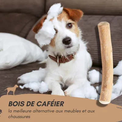 Supravit Bois de Café – Jouet à mâcher pour chien