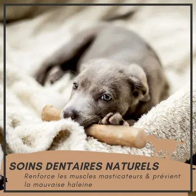 Supravit Bois de Café – Jouet à mâcher pour chien