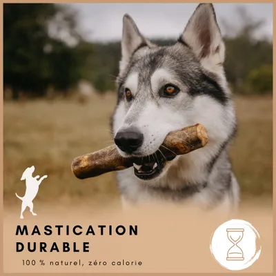Supravit Bois d’Olivier – Jouet à mâcher pour chien