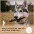Supravit Bois d’Olivier – Jouet à mâcher pour chien Supravit Bois d’Olivier – Jouet à mâcher pour chien