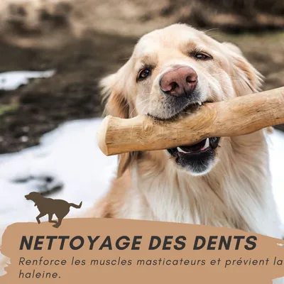 Supravit Bois de Café – Jouet à mâcher pour chien