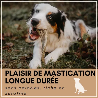 Supravit Corne de Mouton – Friandise à mâcher naturelle pour chien