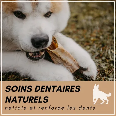 Supravit Corne de Mouton – Friandise à mâcher naturelle pour chien