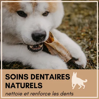 Supravit Corne de Mouton – Friandise à mâcher naturelle pour chien Supravit Corne de Mouton – Friandise à mâcher naturelle pour chien
