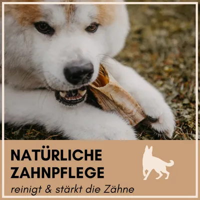Supravit Natürliches Schafhorn | Kauspielzeug für Hunde – gesundes Kauhorn