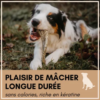 Supravit Corne de Mouton – Friandise à mâcher naturelle pour chien Supravit Corne de Mouton – Friandise à mâcher naturelle pour chien