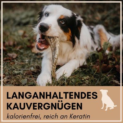 Supravit Natürliches Schafhorn - gesundes Kauhorn Kauspielzeug für Hunde