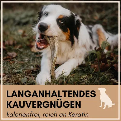 Supravit Natürliches Schafhorn - gesundes Kauhorn Kauspielzeug für Hunde
