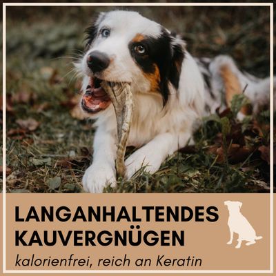 Supravit Natürliches Schafhorn - gesundes Kauhorn Kauspielzeug für Hunde