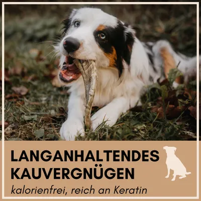 Supravit Natürliches Schafhorn | Kauspielzeug für Hunde – gesundes Kauhorn