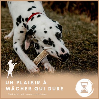 Supravit Bois de Cerf Fendu – Mâche naturelle pour chien