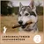 Supravit Olivenholz Hundespielzeug | Natürliches Kauholz
